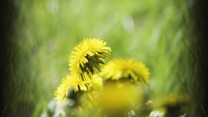 Varmgula maskrosor inramade av grönska